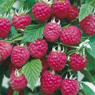 Maliník (stáleplodící) - Rubus idaeus ´AUTUMN FIRST´(kont. 1 litr)