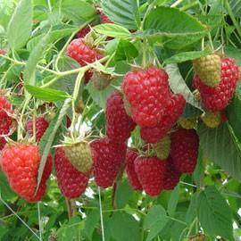 Maliník (stáleplodící,velký plod) - Rubus idaeus ´BOHEME´(kont. 1 litr)