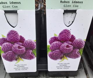 Malinoostružina - Rubus hybridus 'GLEN COE' (kont. 1 litr)