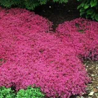 Mateřídouška - Thymus praecox 'CREEPING RED' (kont. 9x9 cm)