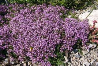 Mateřidouška - Thymus praecox var. pseudolplatanus (kont. 9x9 cm)