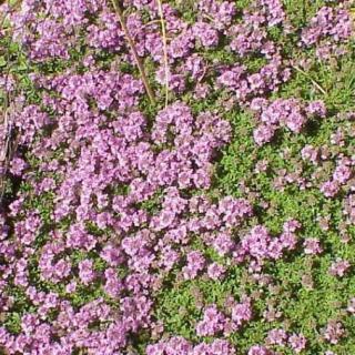 Mateřídouška - Thymus serpyllum 'HIGHLAND CREAM' (kont. 9x9 cm)