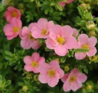 Mochna křovinatá - Potentilla frut. ´PINK BEAUTY´(kont. 9x9 cm)