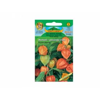 Mochyně peruánská - Physalis franchetti