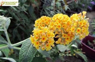 Motýlí keř žlutě kvetoucí - Budleya dav. ´YELLOW´ (kont. 2 litry)