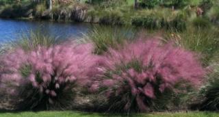 Muhla mexická - Muhlenbergia capillaris (kont. 2 litry)