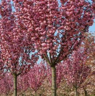 Okrasná slivoň, Sakura - Prunus serrulata 'ROYAL BURGUNDY' (kmínek 120 cm,kont,7,5 litrů)