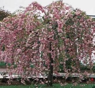 Okrasná třešeň Sakura - Prunus serr. 'KIKU-SHIDARE-ZAKURA' (na kmínku 120 cm, kont. 7,5 litrů)