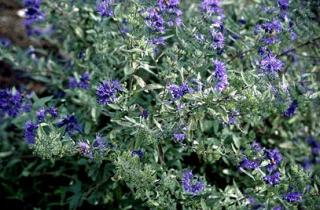 Ořechoplodec caladonský - Caryopteris clandonensis ‘KEW BLUE’ (kont. 9x9cm)