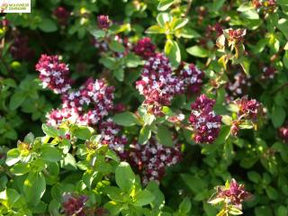 Origanum vulgare  - Dobromysl 'ZORBA RED' (kont. 9x9 cm)