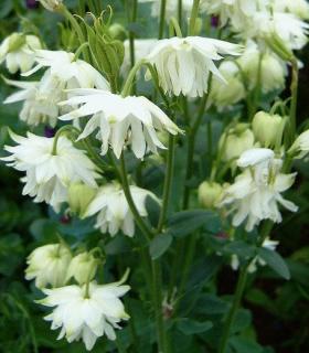 Orlíček obecný - Aquilegia vulgaris 'WHITE BARLOW' (kont. 9x9 cm)