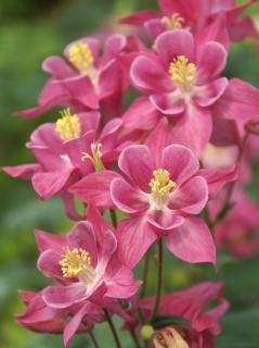Orlíček skalkový růžový - Aquilegia vulgaris ' WINKY ROSE ROSE´(kont. 9x9 cm)