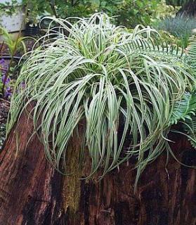 Ostřice japonská - Carex morrowií ´SILVER SCEPTRE´(kont. 2 litry)