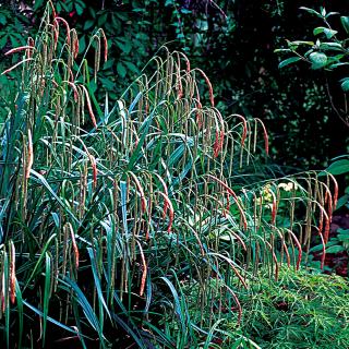 Ostřice převislá - Carex pendula ´MAXIMA´(kont. 2 litry)