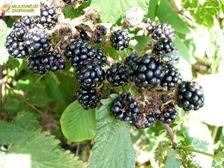 Ostružina beztrná (velmi velký plod)  - Rubus fruticosus 'ČAČANSKÁ BEZTRNÁ' (kont. 1 litr)