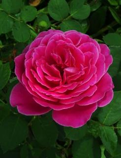 PARFUME DELIGHT - sytě růžová,silně voní, kompaktní, vhodná na záhon i k řezu