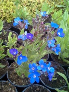 Pilát modrý - Anchusa azurea 'AZUREA BLAUW' (kont. 1 litr)