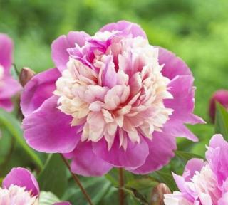 Pivoňka - Paeonia lact. 'LADY LIBERTY' (kont. 2 litry)