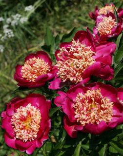 Pivoňka - Paeonia 'NIPPON BEAUTY' (kont. 2 litry)