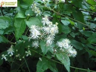 Plamének plotní - Clematis vitalba (kont. 2 litry)