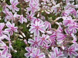 Plaménka kobercová - Phlox subulata 'CANDY STRIPES' (kont. 9x9 cm)