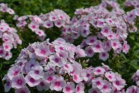 Plamenka latnatá - Phlox paniculata ´ADESSA PINK STAR´(kont. 9x9 cm)