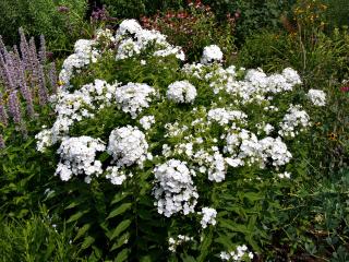 Plaménka - Phlox douglasii 'WHITE ADMIRAL' (kont. 9x9 cm)