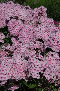 Plaménka - Phlox paniculata 'PINKY HILL' (kont. 9x9 cm)