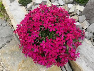 Plamenka - Phlox procumbens 'ROSEA' (kont. 9x9 cm)