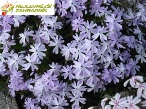 Plaménka - Phlox subulata 'EMERALD CUSHION BLUE' (kont. 9x9 cm)