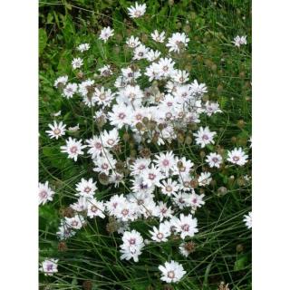 Poblekla modrá 'Alba' - Catananche caerulea 'ALBA' (kont. 9x9 cm)