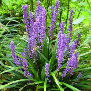 Podzimní modřenec - Liriope muscari ´BIG BLUE´(kontejner 1 litr)