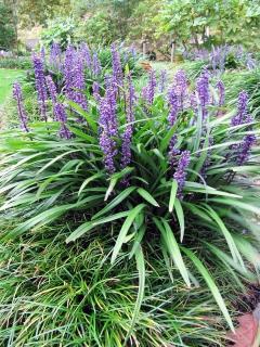 Podzimní modřenec - Liriope muscari 'INGVERSEN' (kont. 1 litr)