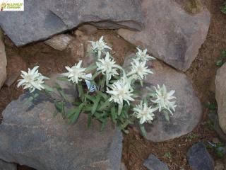 Protěž alpská - Leontopodium alpinum (kont. 9x9 cm)