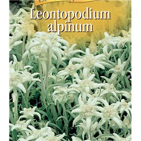 Protěž alpská - Leontpodinum alpinum