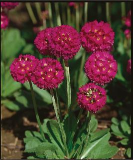 Prvosenka - Primula denticulata ´RED´ (kont. 1 litrcm)