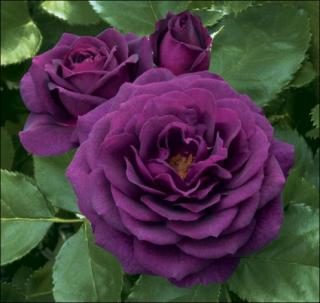 PURPLE - fialková,velkokvětá k řezu,silně voní,velký květ,prostokořenná