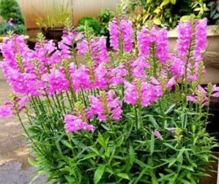 Řetězovka viržinská (růžová) - Physostegia virginiana ´BOUGUET ROSE´