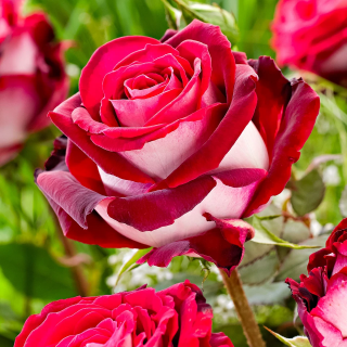 ROSE GUAJARD - růžovo bílá,voňavá,prostokořenná
