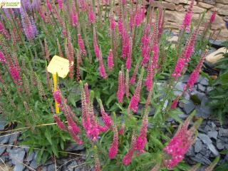 Rozrazil - Veronica spicata 'ROFUCHS' (Kont. 9x9 cm)