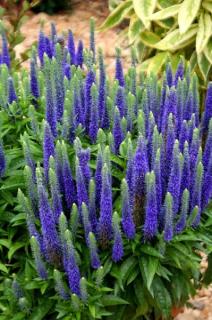 Rozrazil - Veronica spicata 'ROYAL CANDLENS ' (kont. 1 litr)