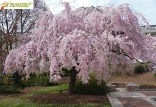 Sakura převislá - Prunus pendula ´PENDULA RUBRA´ (km. 120 cm, kont. 5 litrů)