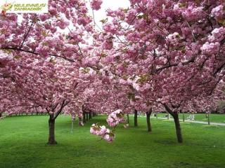 Sakura -  Prunus serrulata ´KANZAN´ (km 120 cm.kont. 7,5 litrů)