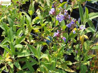 Šalvěj lékařská  - Salvia officinalis (kont. 9x9 cm)