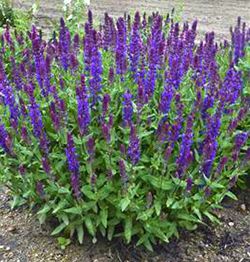 Šalvěj nádherná - Salvia superba 'NEW DIMENSIONS BLUE' (kont. 1 litr)