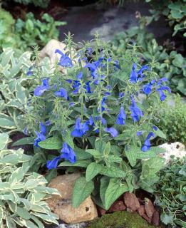 Šalvěj rozkladitá - Salvia patens ´BLUE ANGEL´(kont. 9x9 cm)