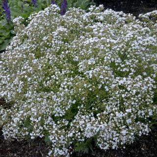 Šáter - Gypsophila paniculata (kont. 9x9 cm)