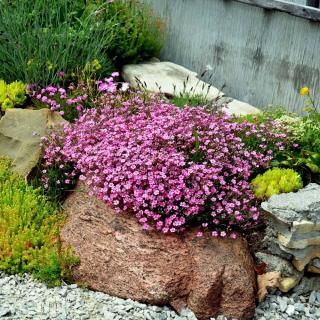 Šáter nízký - Gypsophila repens ˇFILOU ROSEA´(kont. 1 litr)