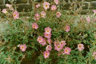 Skalní růže  - Cistus ´SILVER PINK´(kont. 9x9 cm)