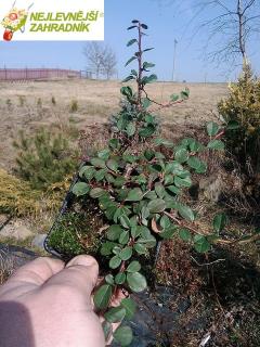 Skalník drobnolistý - Cotoneaster microphyllus 'QUEEN OF CARPETS' (kont. 9x9 cm)